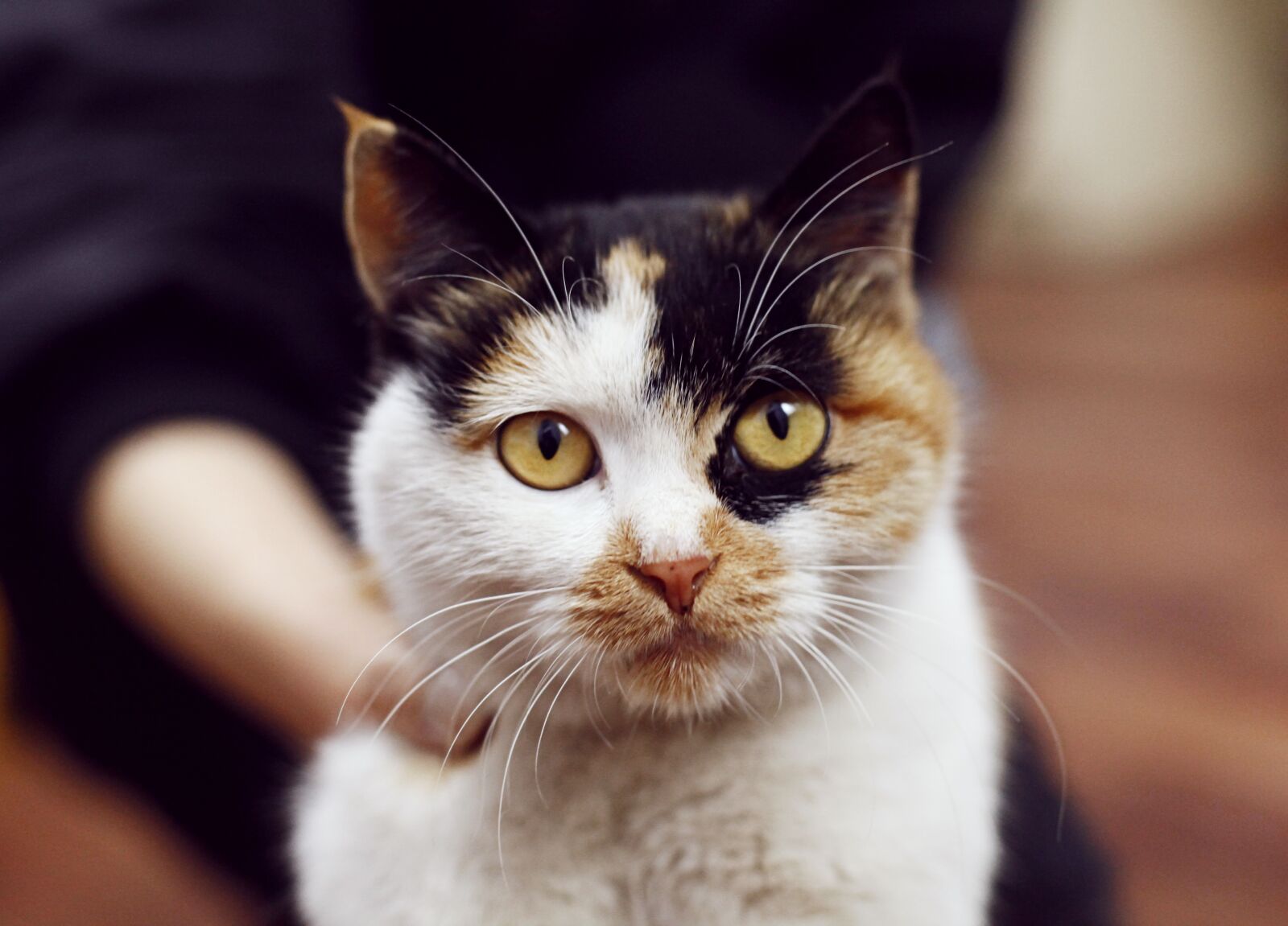 Canon EOS 5D Mark II sample photo. Cat, pets, animal photography