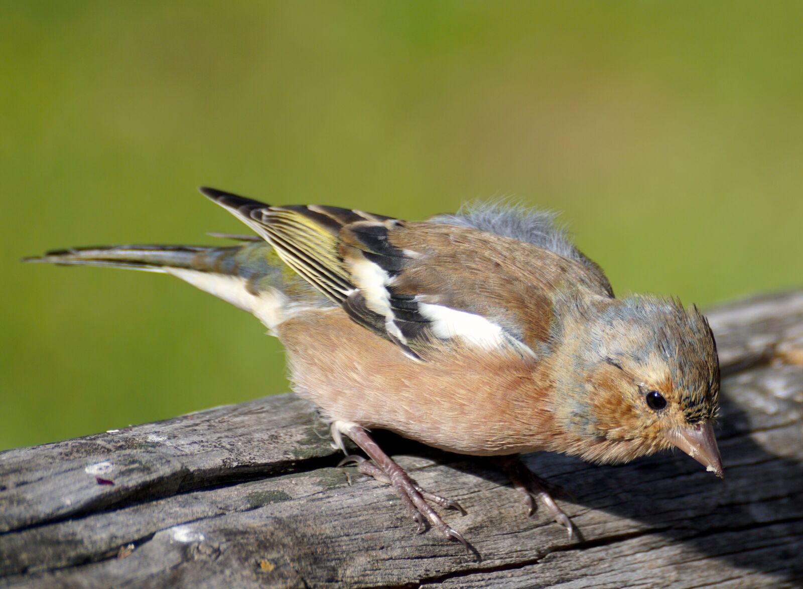 Sony DT 55-300mm F4.5-5.6 SAM sample photo. Chaffinch, bird, fink photography