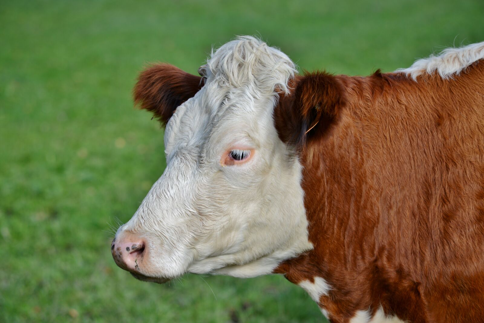 Nikon D600 sample photo. Cow, herkauwer, mammal photography