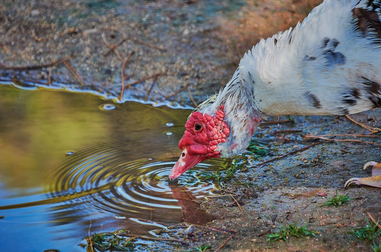 Nikon D7200 sample photo. Oca, feathers, birds photography