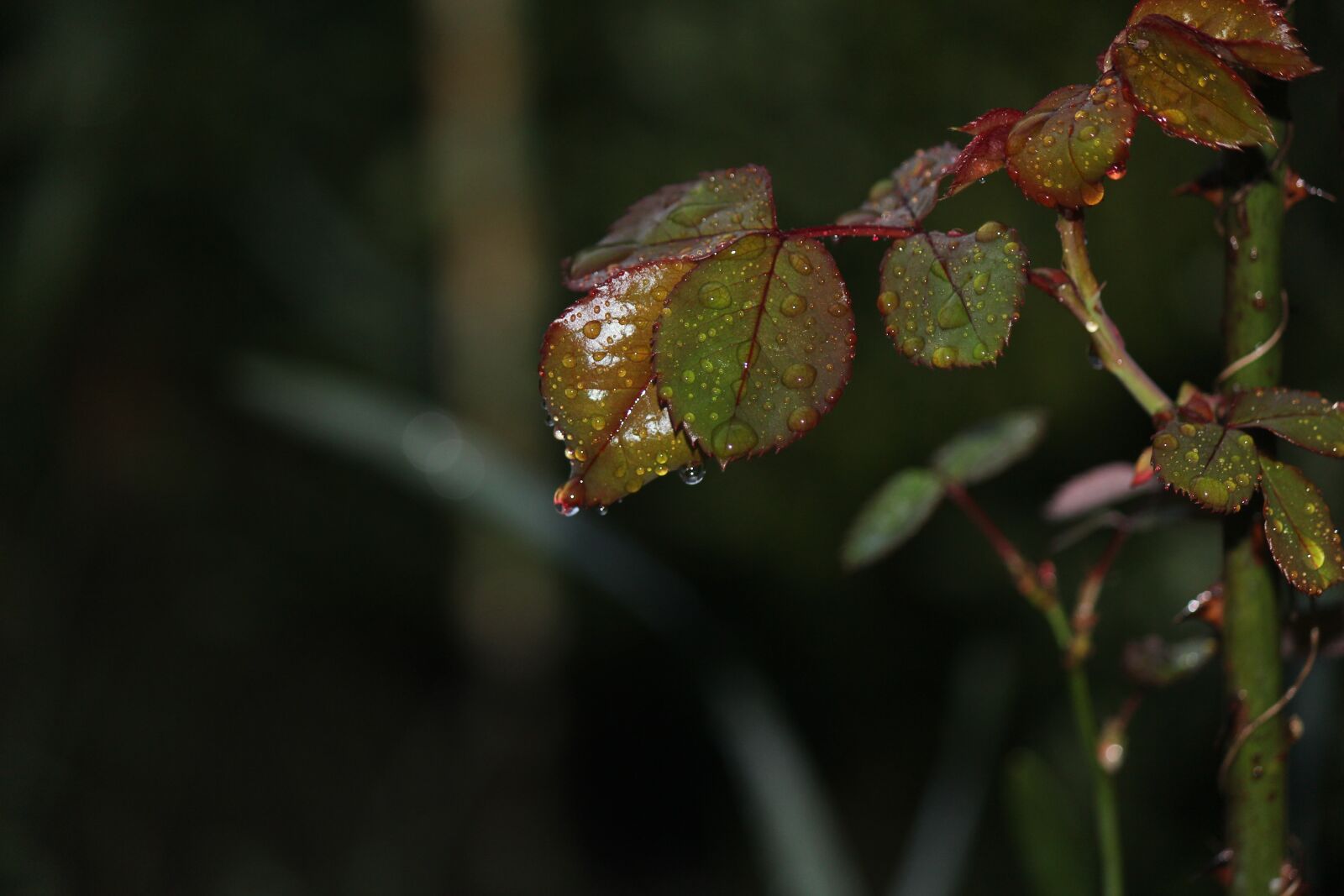 Canon EOS 600D (Rebel EOS T3i / EOS Kiss X5) sample photo. Roses, stem, leaves photography
