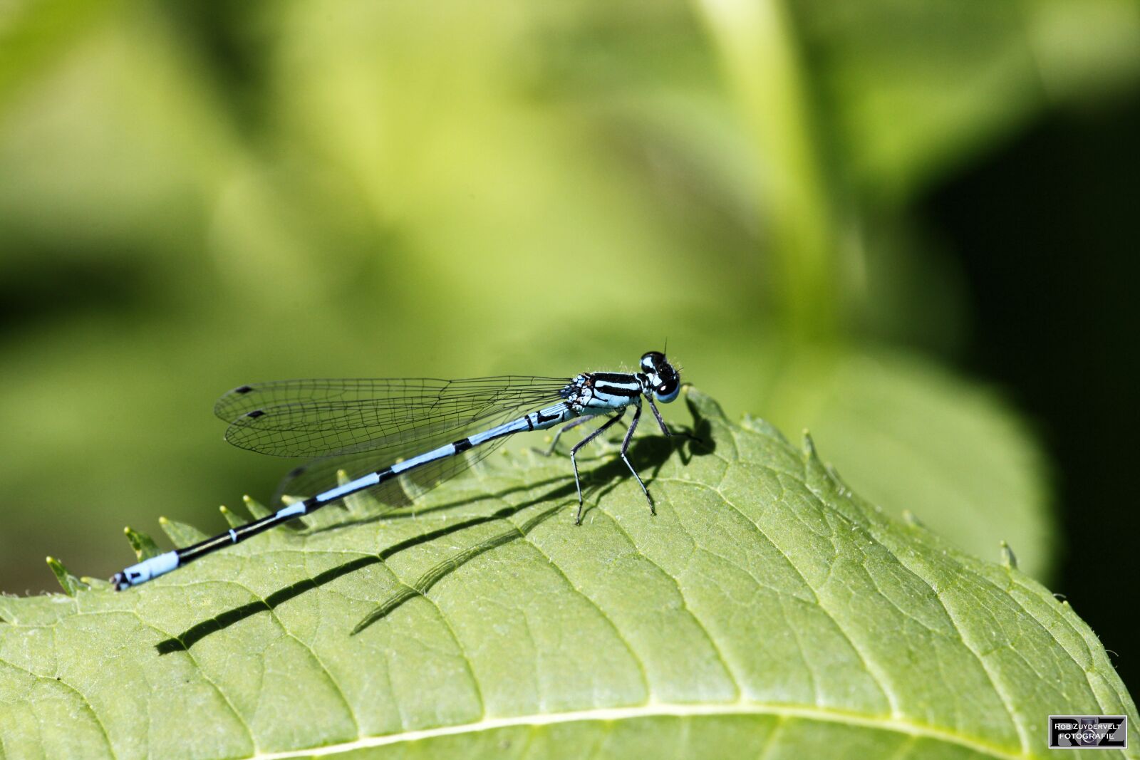 Canon EOS 5D Mark II sample photo. Dragonfly, spring, leave photography