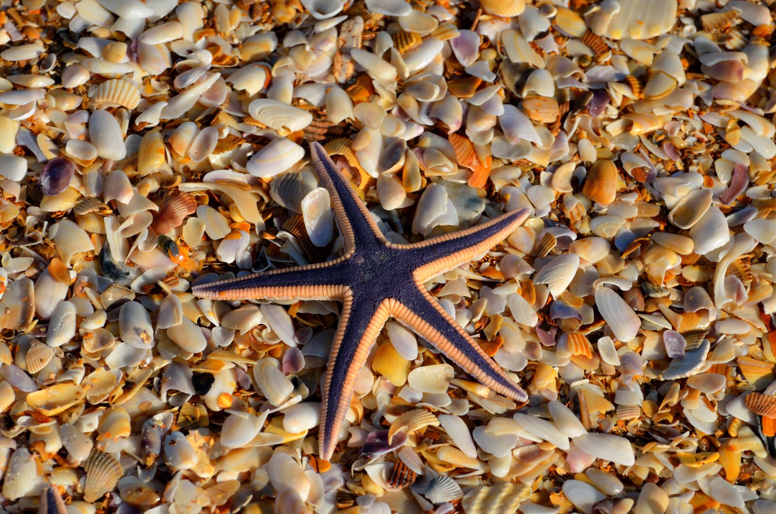 Nikon D7000 sample photo. Starfish, wildlife, nature photography