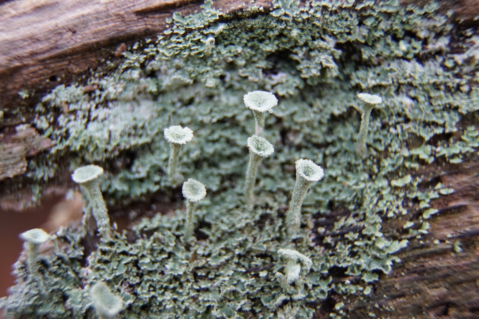 Sony a7R II sample photo. Lichen, green, nature photography
