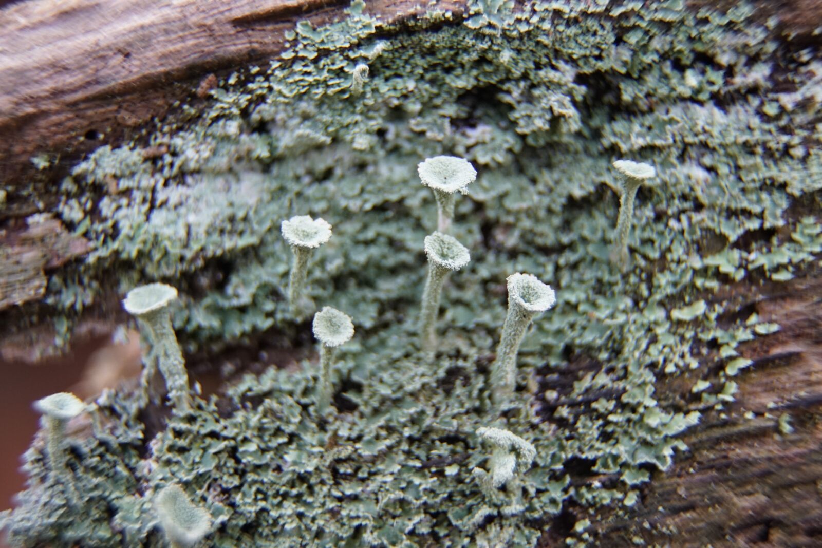 Sony a7R II + Sony E PZ 18-105mm F4 G OSS sample photo. Lichen, green, nature photography