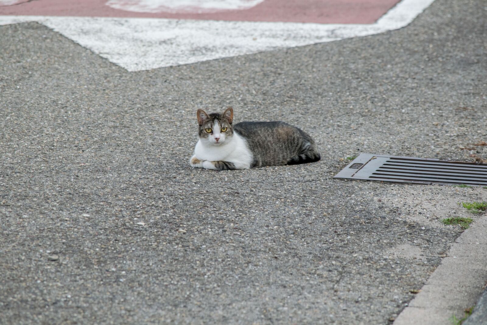 Nikon D3300 sample photo. Cat, street, pet photography