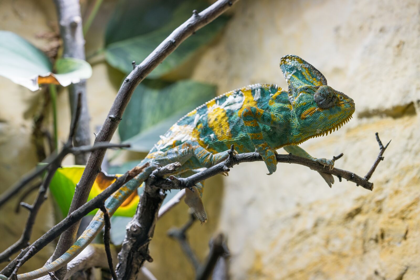 Sony a7R II + Sony FE 90mm F2.8 Macro G OSS sample photo. Chameleon, animal, camouflage photography