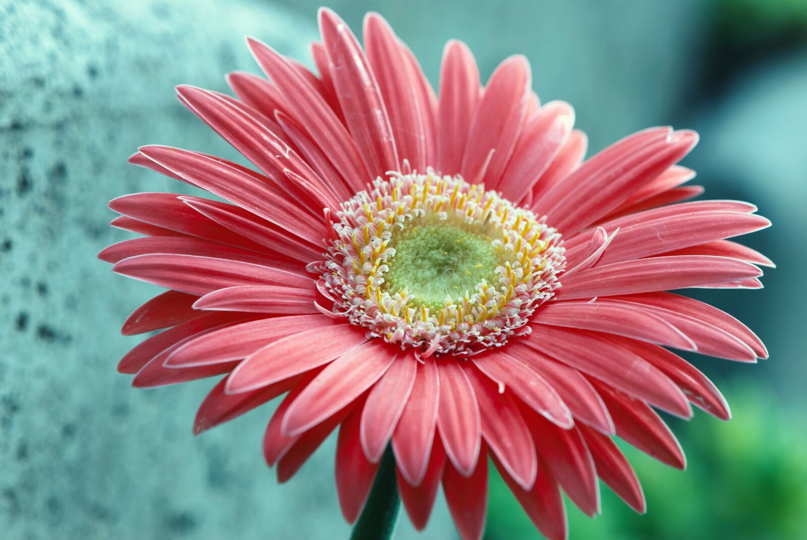 Nikon D60 sample photo. Flower, nature, petal photography