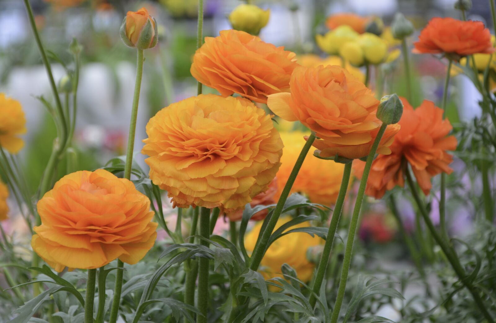 Nikon D5200 sample photo. Flower, flowers buttercup d'anjou photography