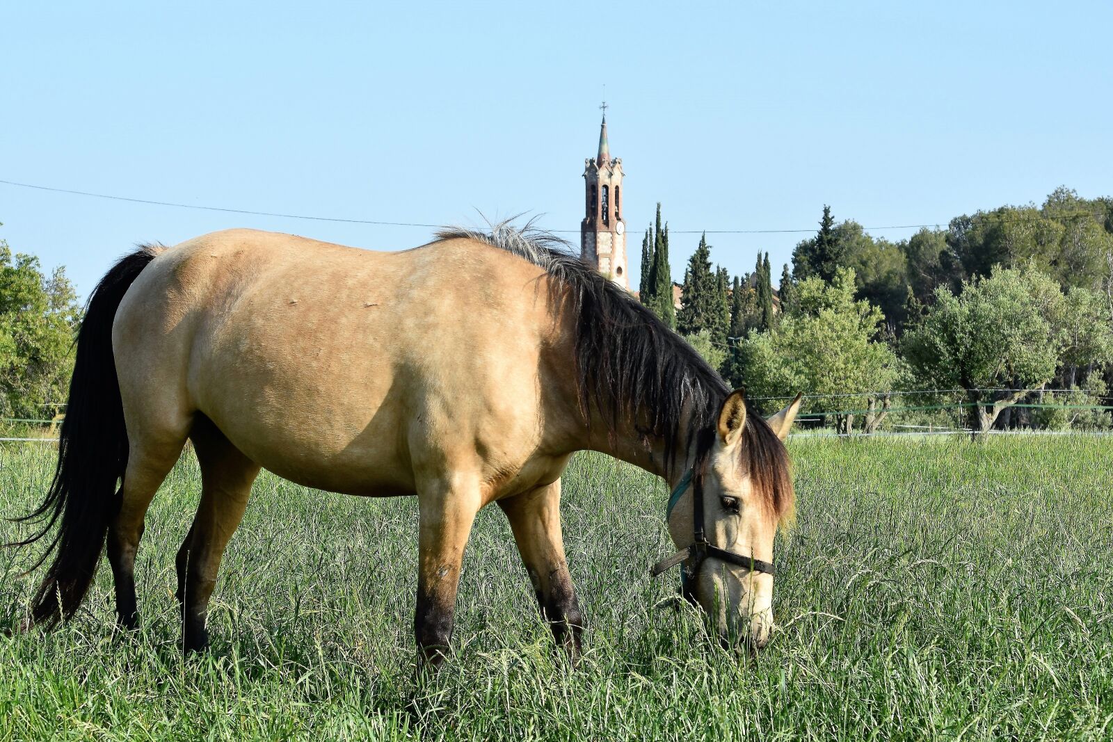 Nikon D7200 sample photo. Lawn, henar, animalia photography