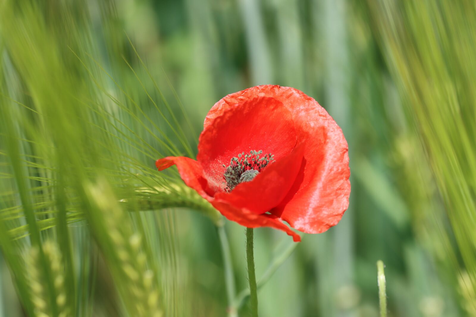 Canon EF 180mm F3.5L Macro USM sample photo. Poppy, field, summer photography