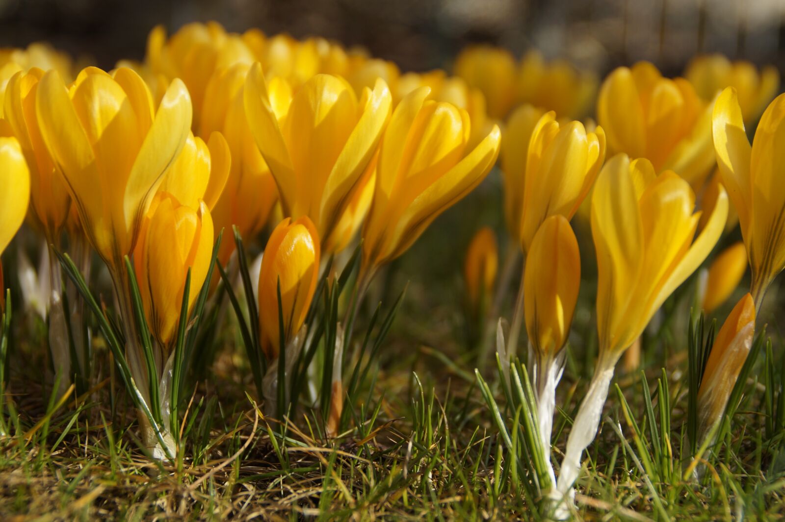 Sony SLT-A58 sample photo. Nature, plant, flower photography