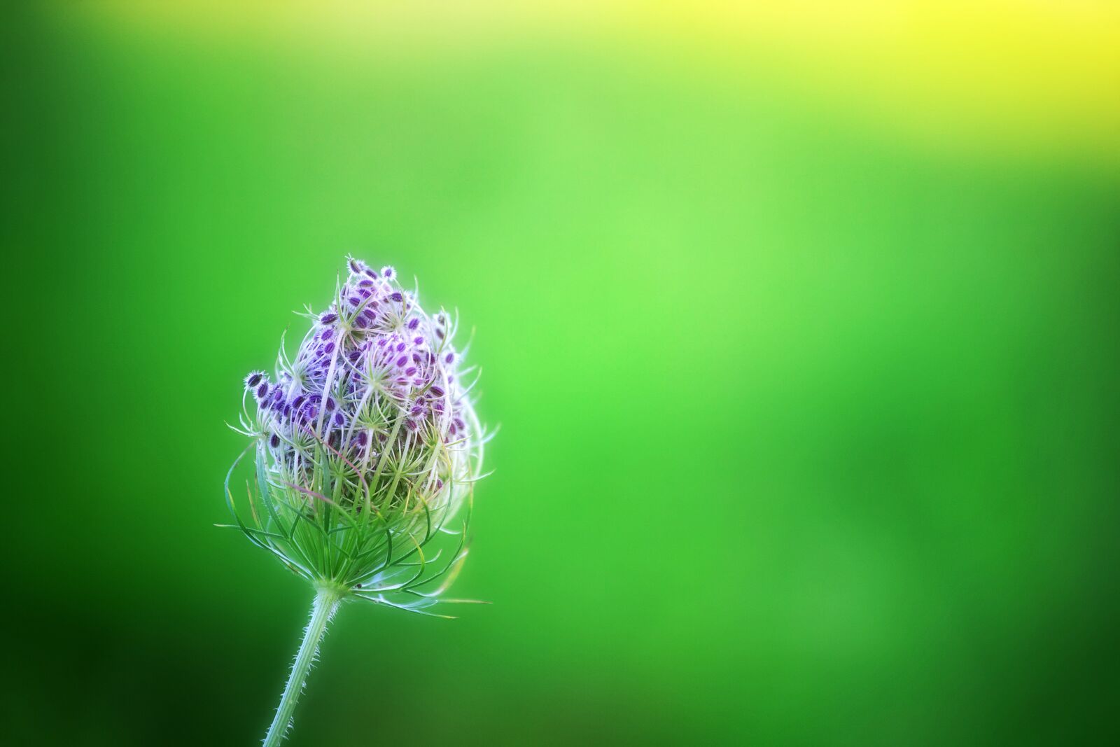 Canon EOS 5D sample photo. Green, bokeh, flower photography