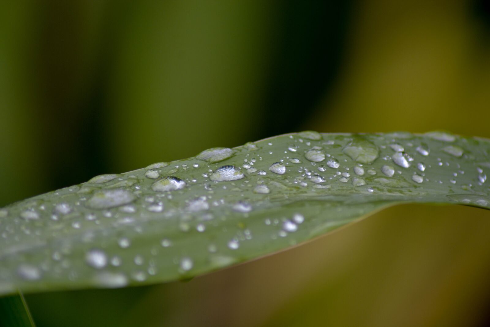 Nikon D5200 sample photo. A drop of water photography