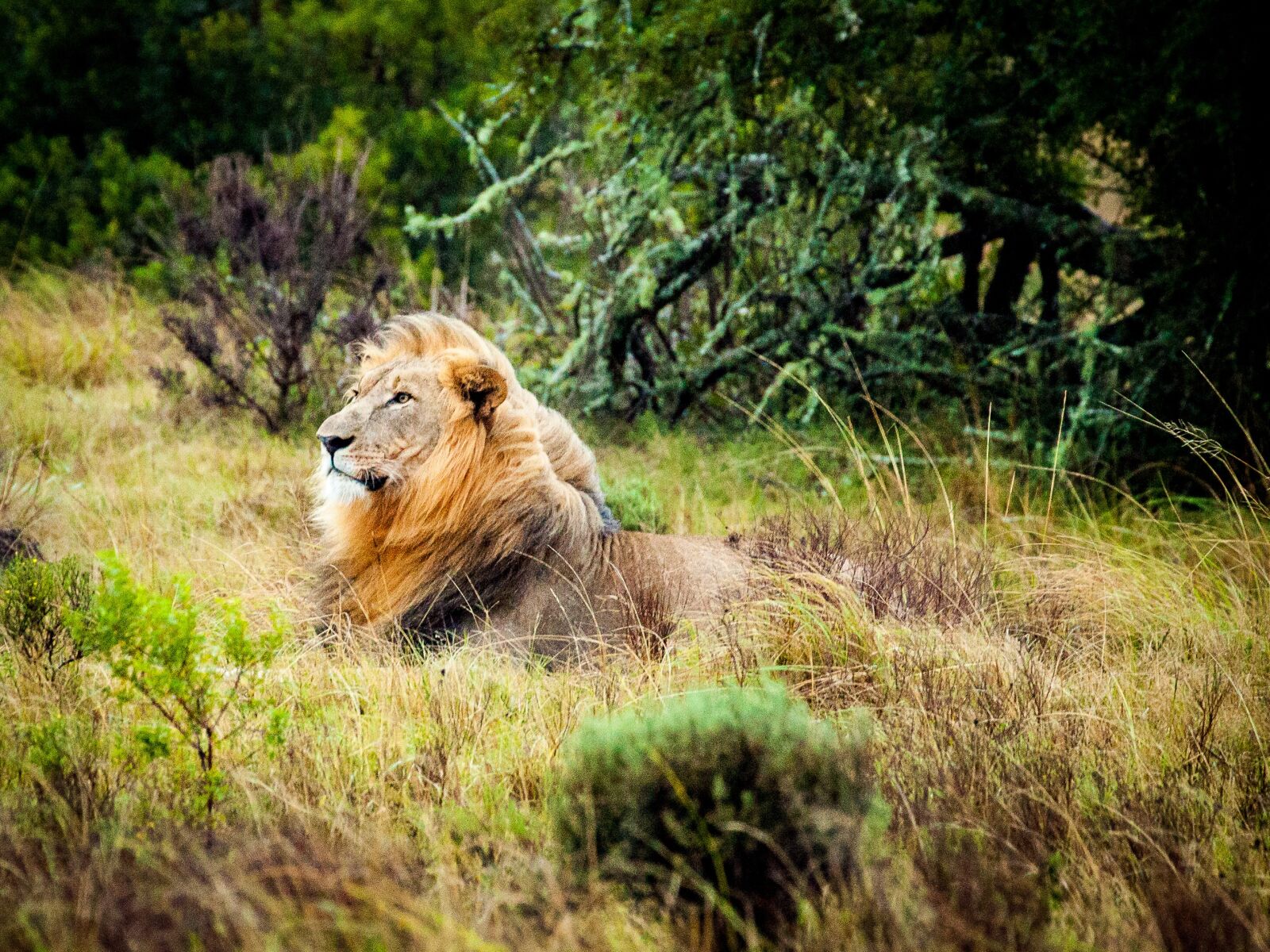 Canon EOS 5D Mark II + Canon EF 70-300mm F4-5.6L IS USM sample photo. Lion, south africa, safari photography