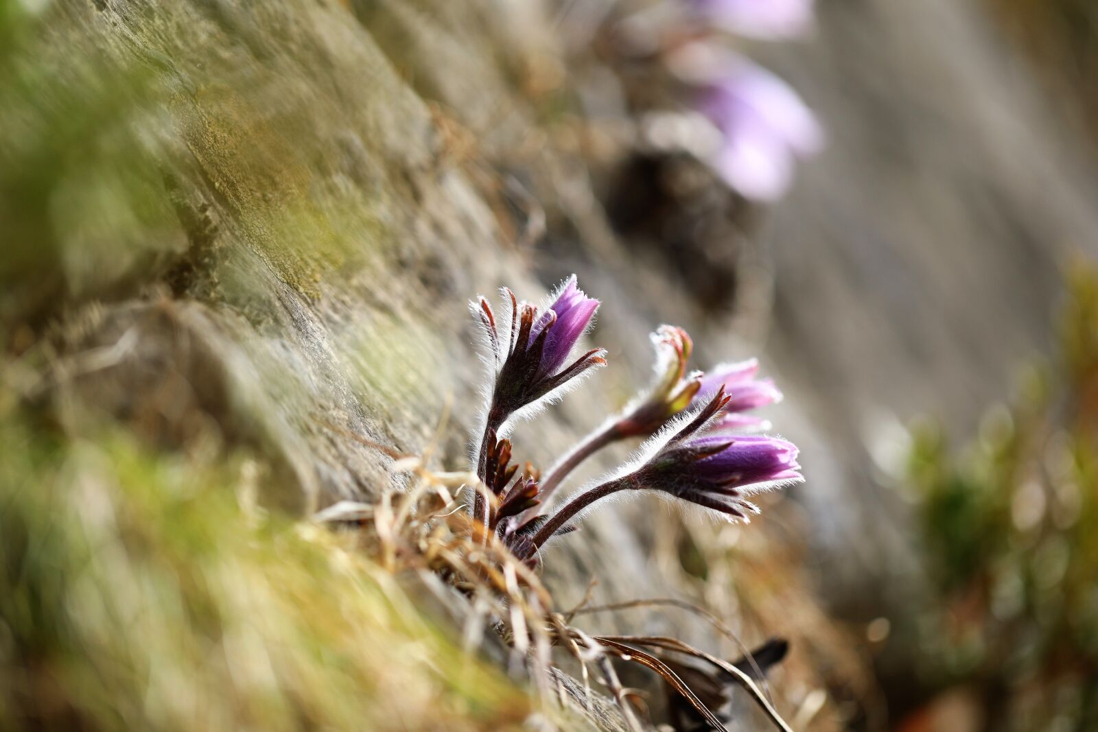 Canon EOS 5D Mark IV sample photo. Wildflower, youngwol, flowers photography