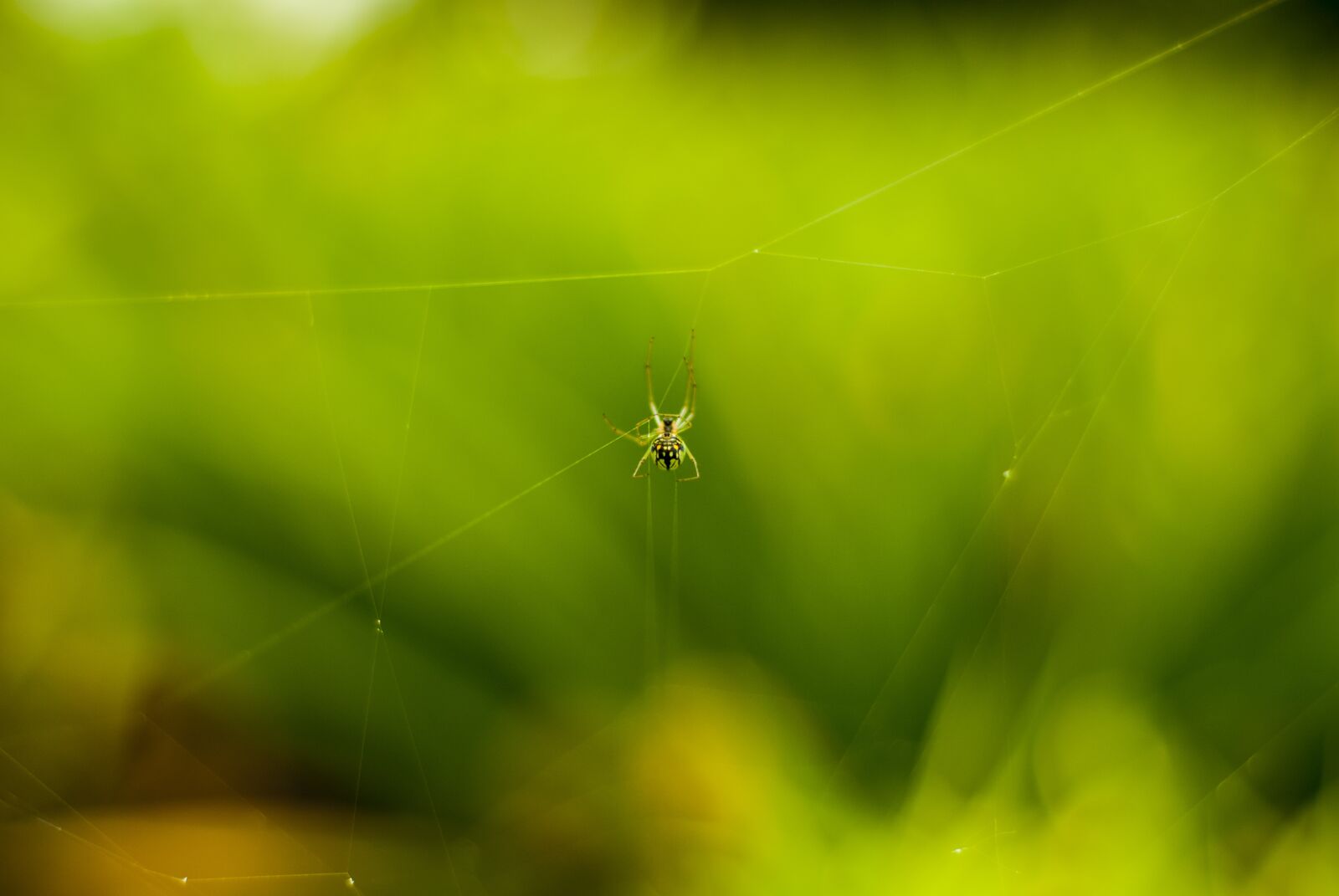 Nikon D60 sample photo. Spider, small, insect photography