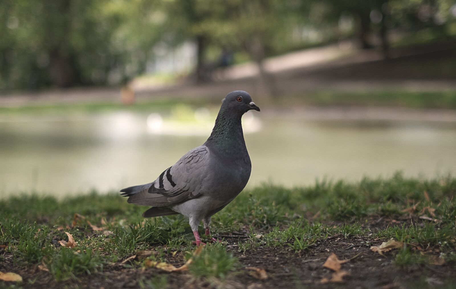 Fujifilm XF 35mm F1.4 R sample photo. Pigeon, park, bird photography