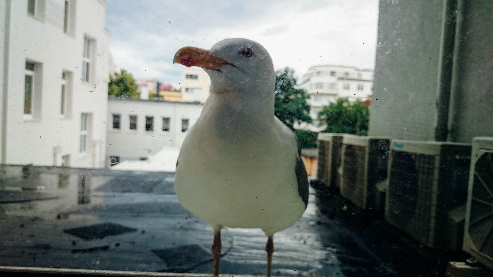 Sony Xperia Z2 sample photo. Animals, birds, seagull photography