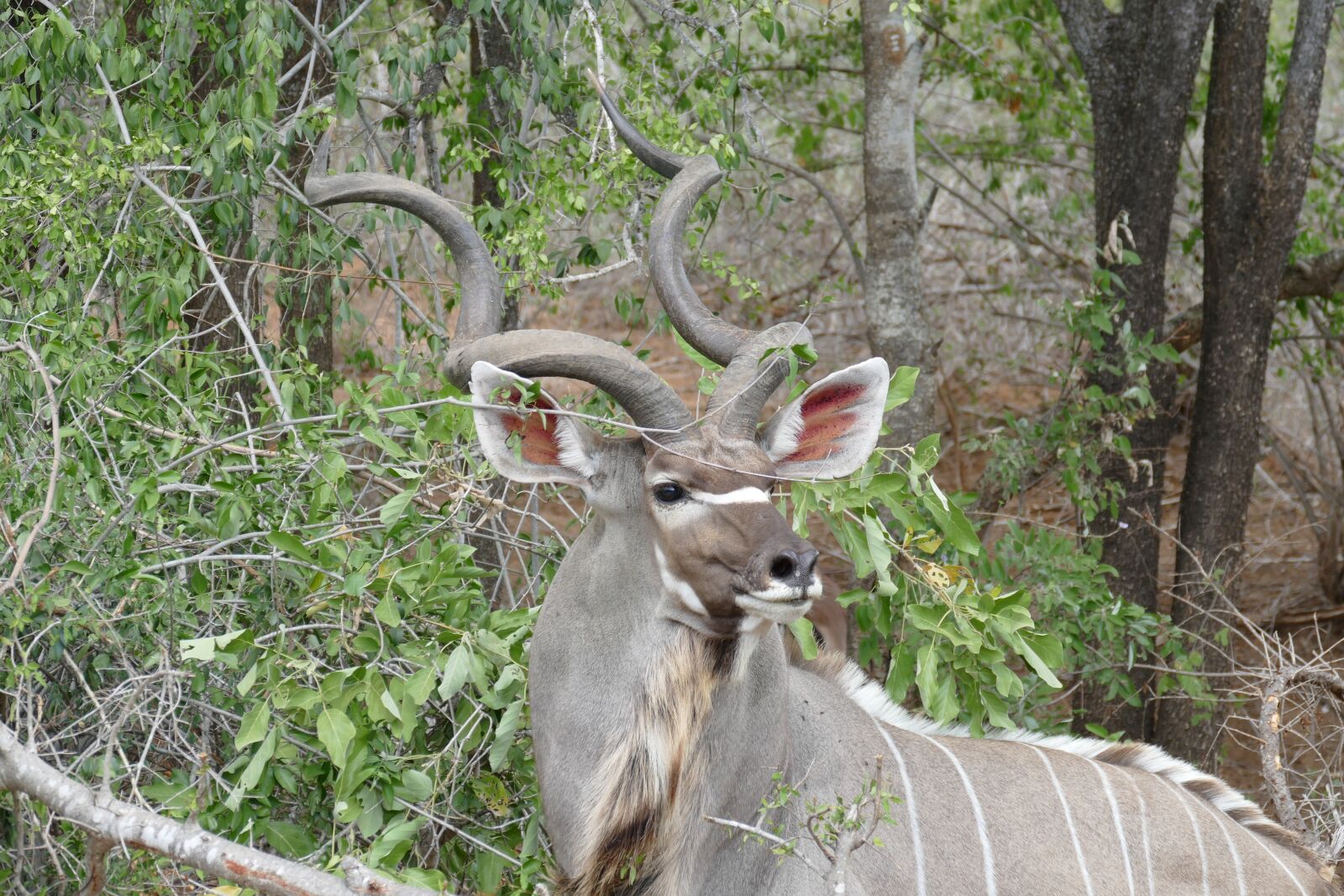 Panasonic Lumix DMC-FZ1000 sample photo. Wildlife, kudu, animal photography