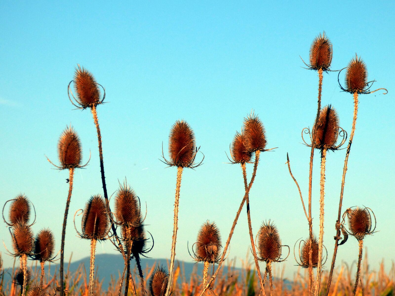 Panasonic DMC-FZ72 sample photo. Thistles, nature, flowers photography
