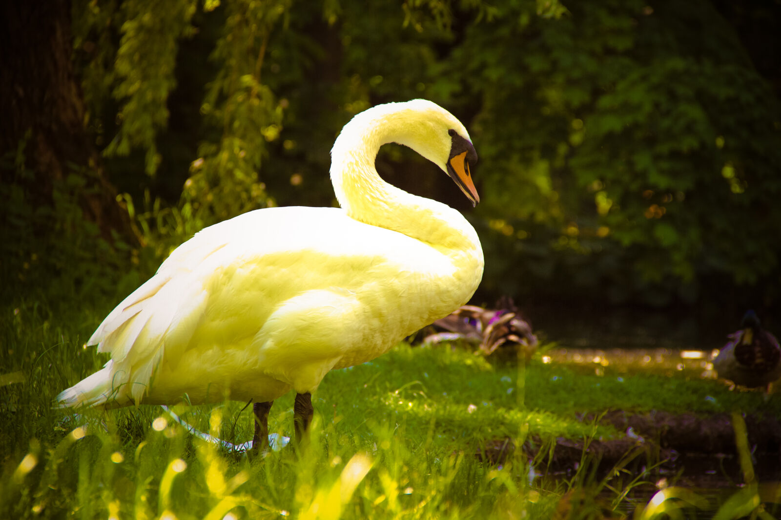 Canon EOS 600D (Rebel EOS T3i / EOS Kiss X5) sample photo. Animal, nature, swan photography