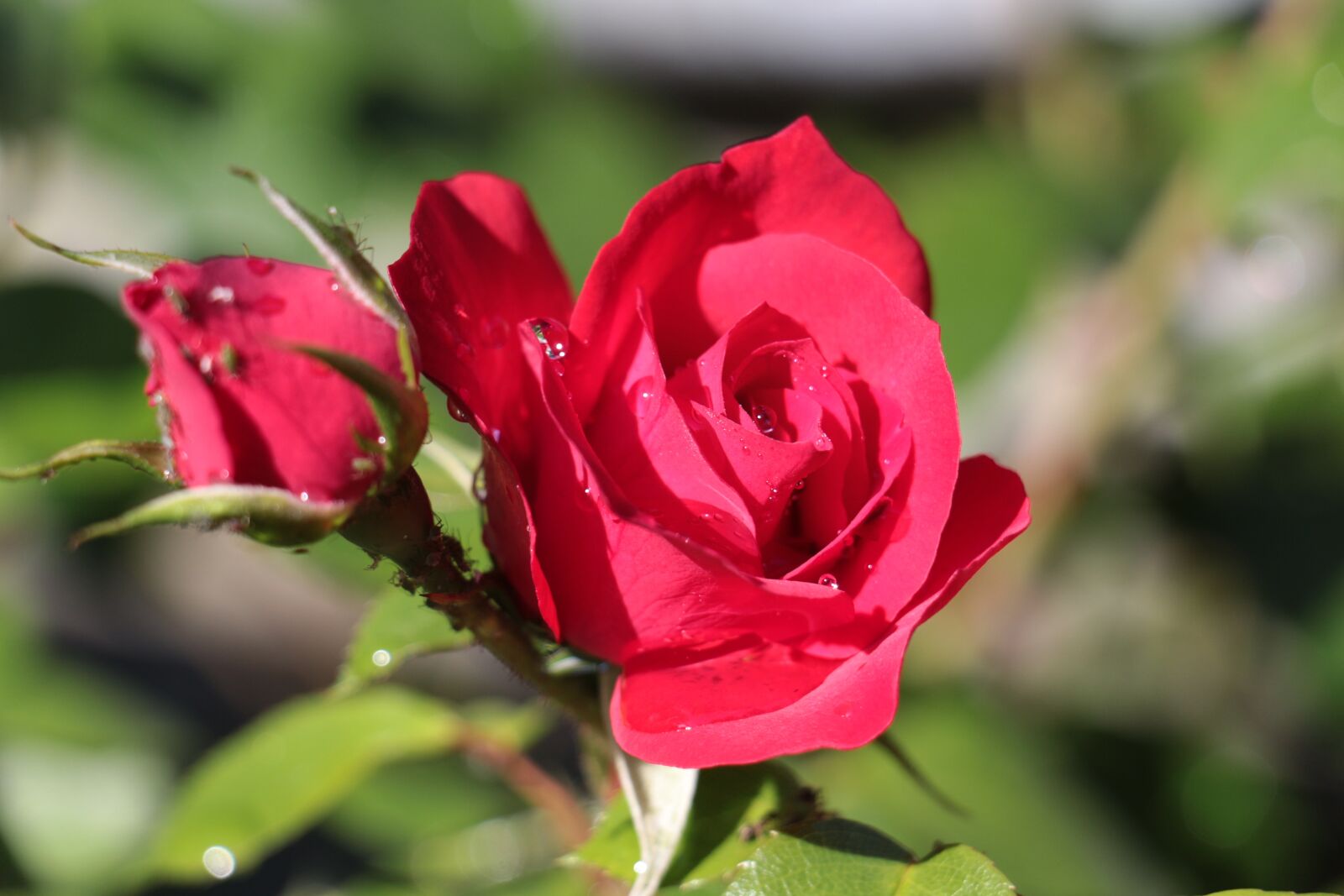 Canon EOS 700D (EOS Rebel T5i / EOS Kiss X7i) sample photo. Rose, dew, red photography