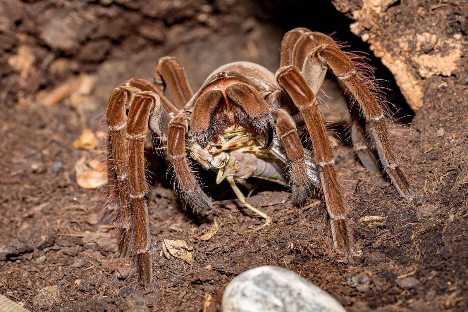 Canon EF 100mm F2.8L Macro IS USM sample photo. Tarantula, theraphosa, tooth photography