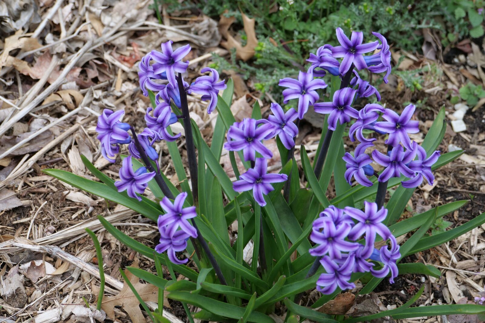 Panasonic Lumix DC-G9 sample photo. Hyacinth, purple, spring photography