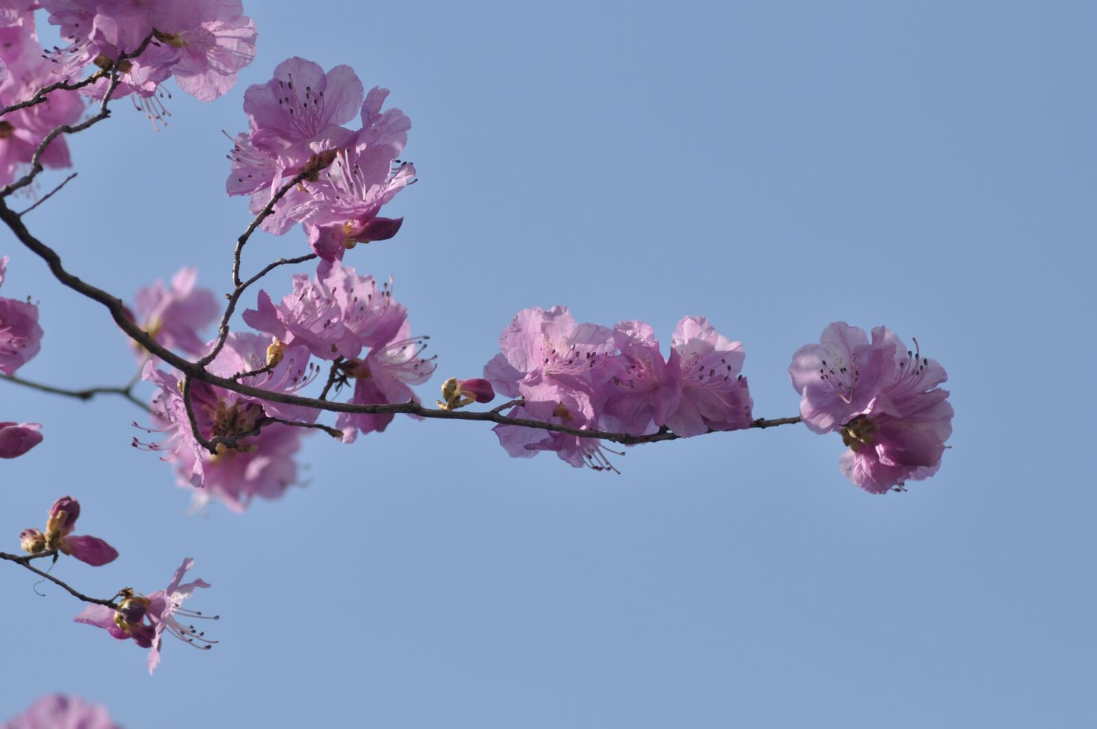 Nikon D90 sample photo. Korean rosebay, flowers, spring photography
