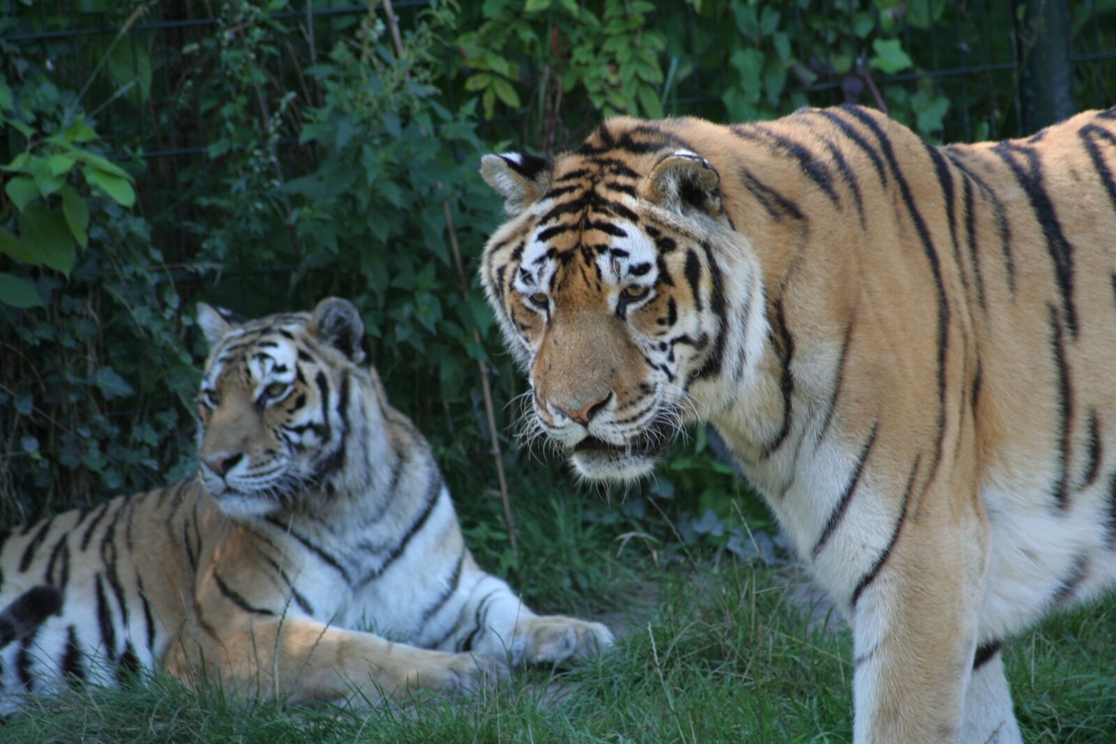 Canon EOS 350D (EOS Digital Rebel XT / EOS Kiss Digital N) sample photo. Animals, tiger, predator photography