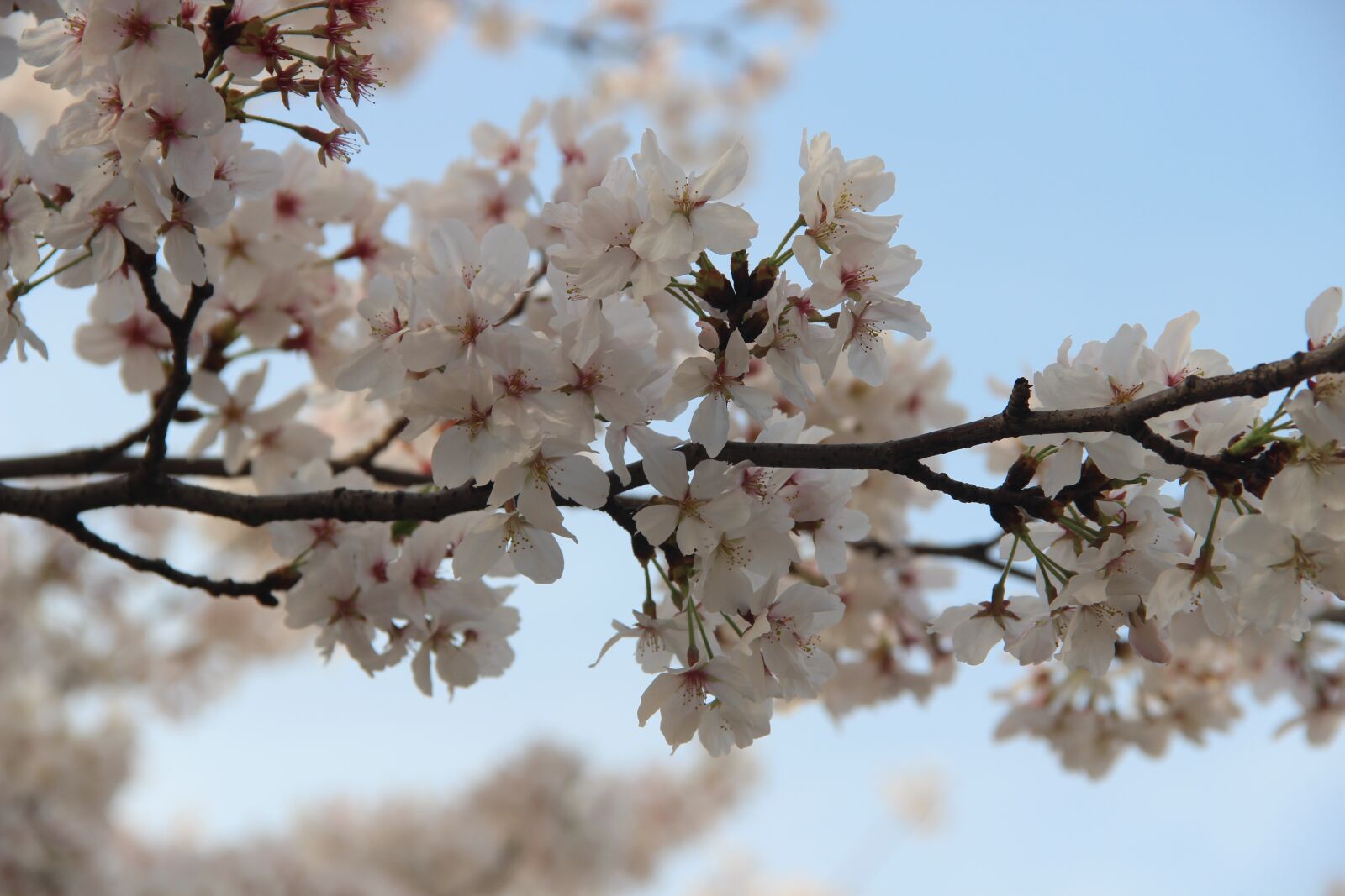 Canon EOS 600D (Rebel EOS T3i / EOS Kiss X5) sample photo. The, cherry blossom, festive photography
