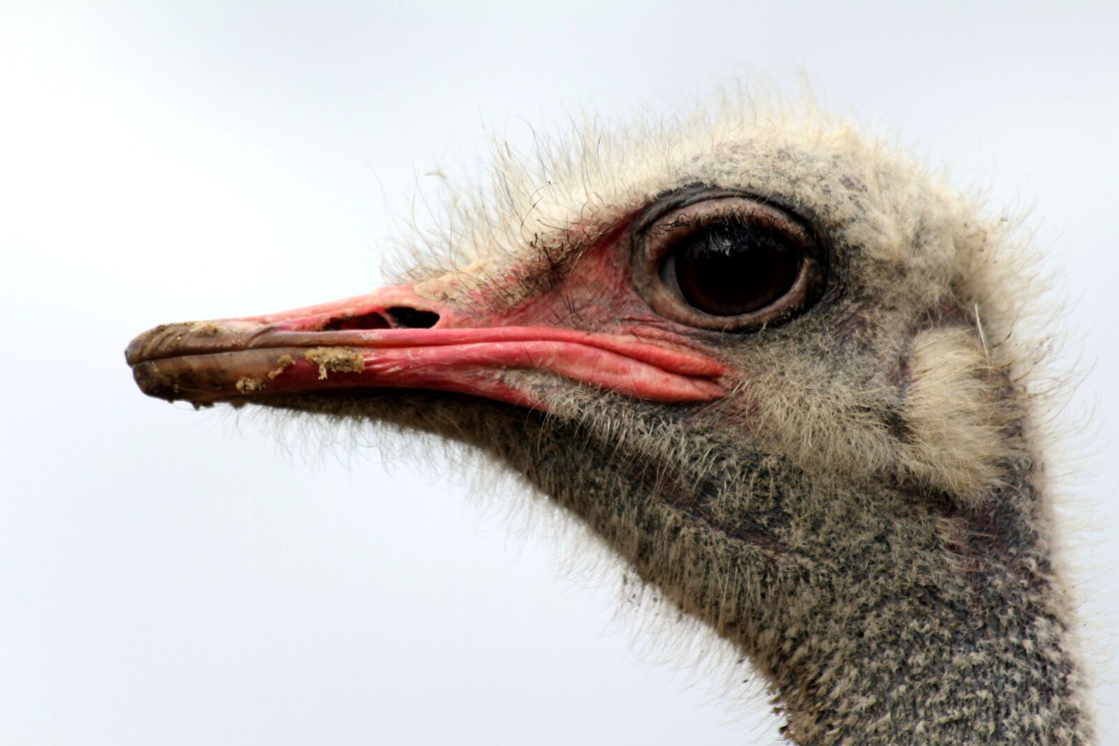 Canon EOS 700D (EOS Rebel T5i / EOS Kiss X7i) + Canon EF 70-300mm F4-5.6 IS USM sample photo. Ostrich, beak, eye photography