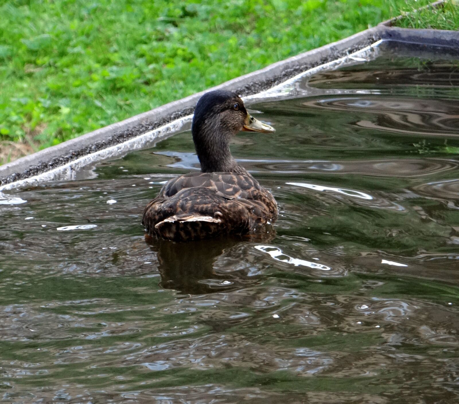 Sony DSC-HX200V sample photo. Duck, water bird, water photography
