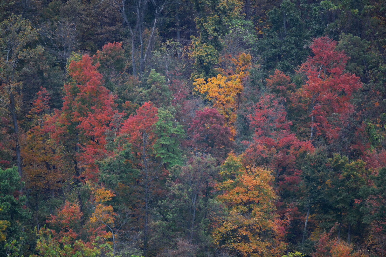 Canon EOS 5D Mark II sample photo. Trees, display, fall, color photography