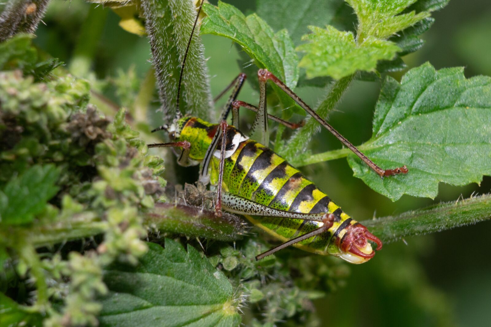 Nikon D3300 sample photo. Grasshopper, beetle, insect photography