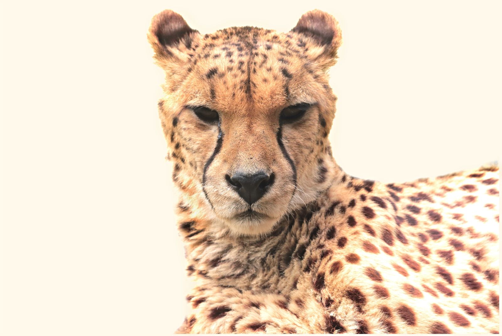 Canon EOS 80D sample photo. Cheetah, animal, nature photography