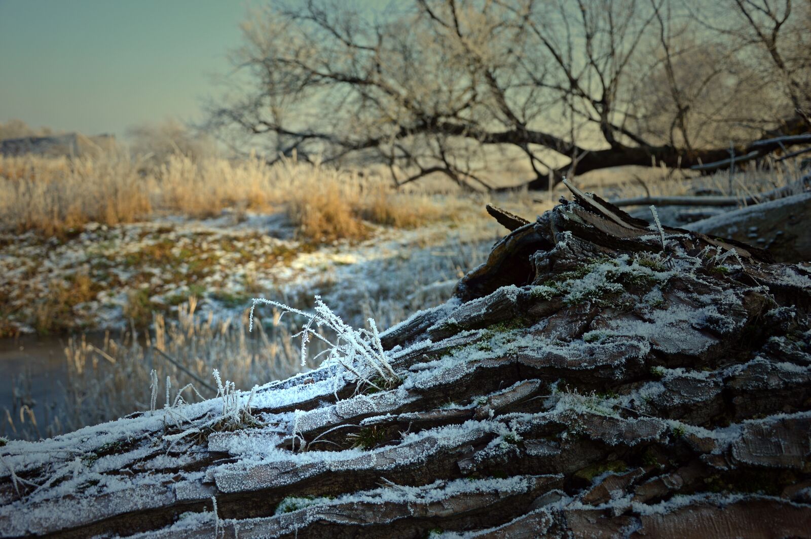 Nikon D3200 sample photo. Ripe, hoarfrost, frost photography
