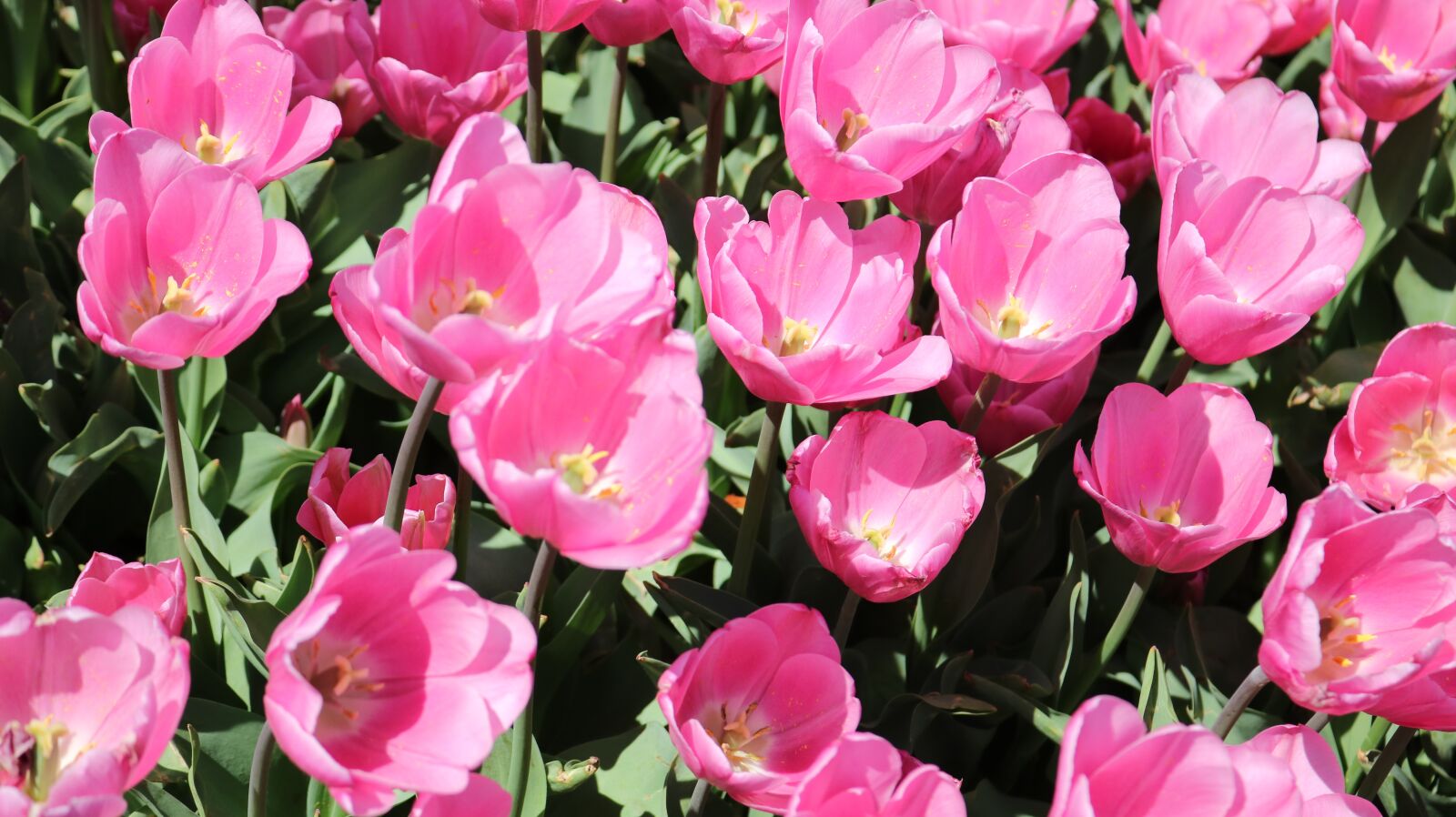 Canon EOS 750D (EOS Rebel T6i / EOS Kiss X8i) sample photo. Nature, plant, flower photography