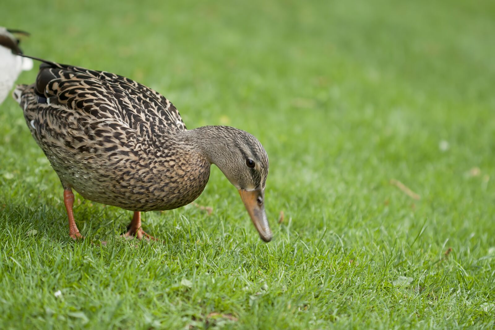 Canon EOS 1000D (EOS Digital Rebel XS / EOS Kiss F) sample photo. Duck, crossword, bird photography