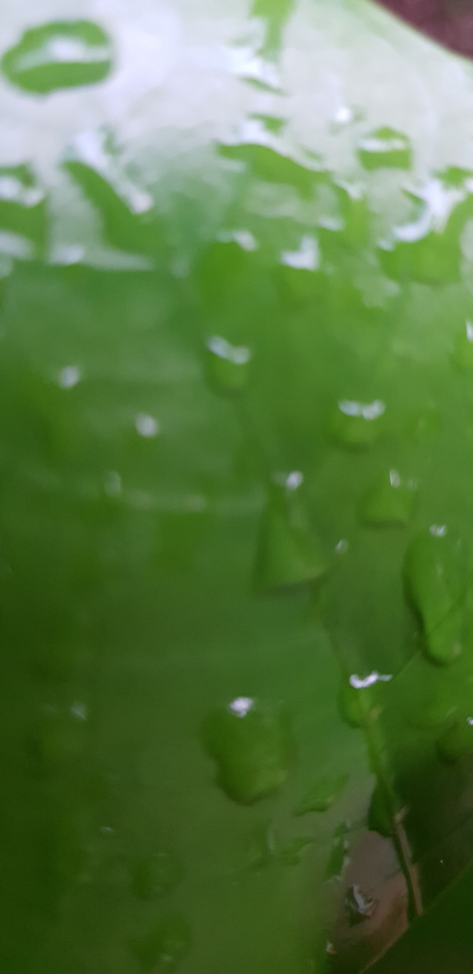 Samsung Galaxy S9+ sample photo. Green, leave, water photography