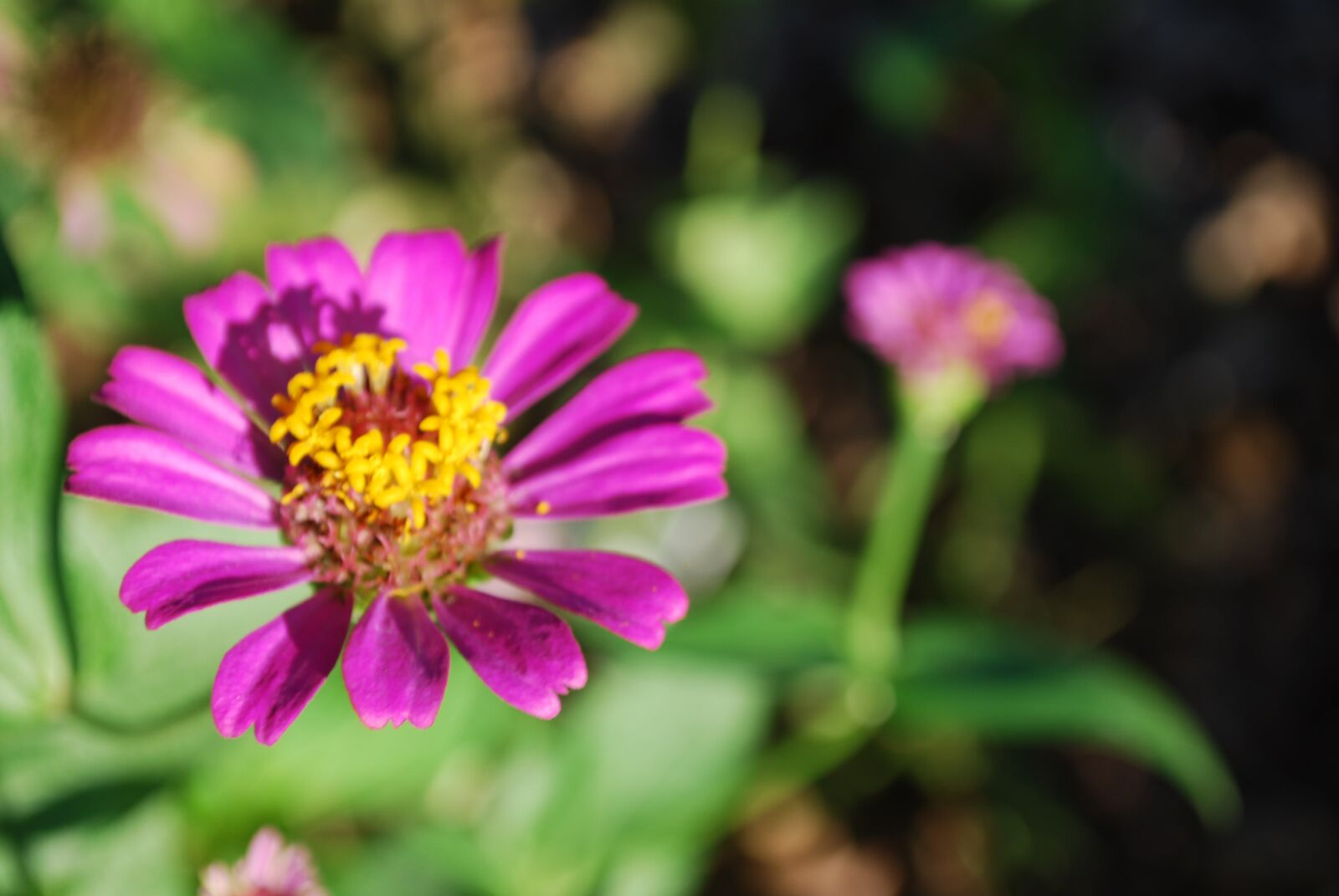 Nikon D60 sample photo. Flower, magenta, pink photography