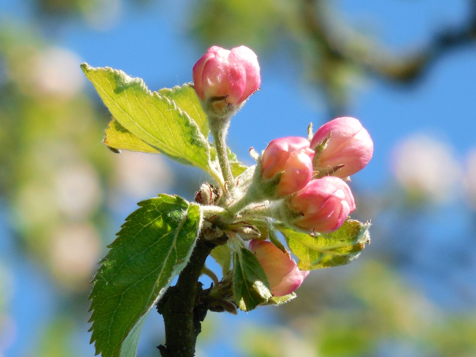 Nikon COOLPIX L620 sample photo. Cherry blossoms, spring, blossoming photography