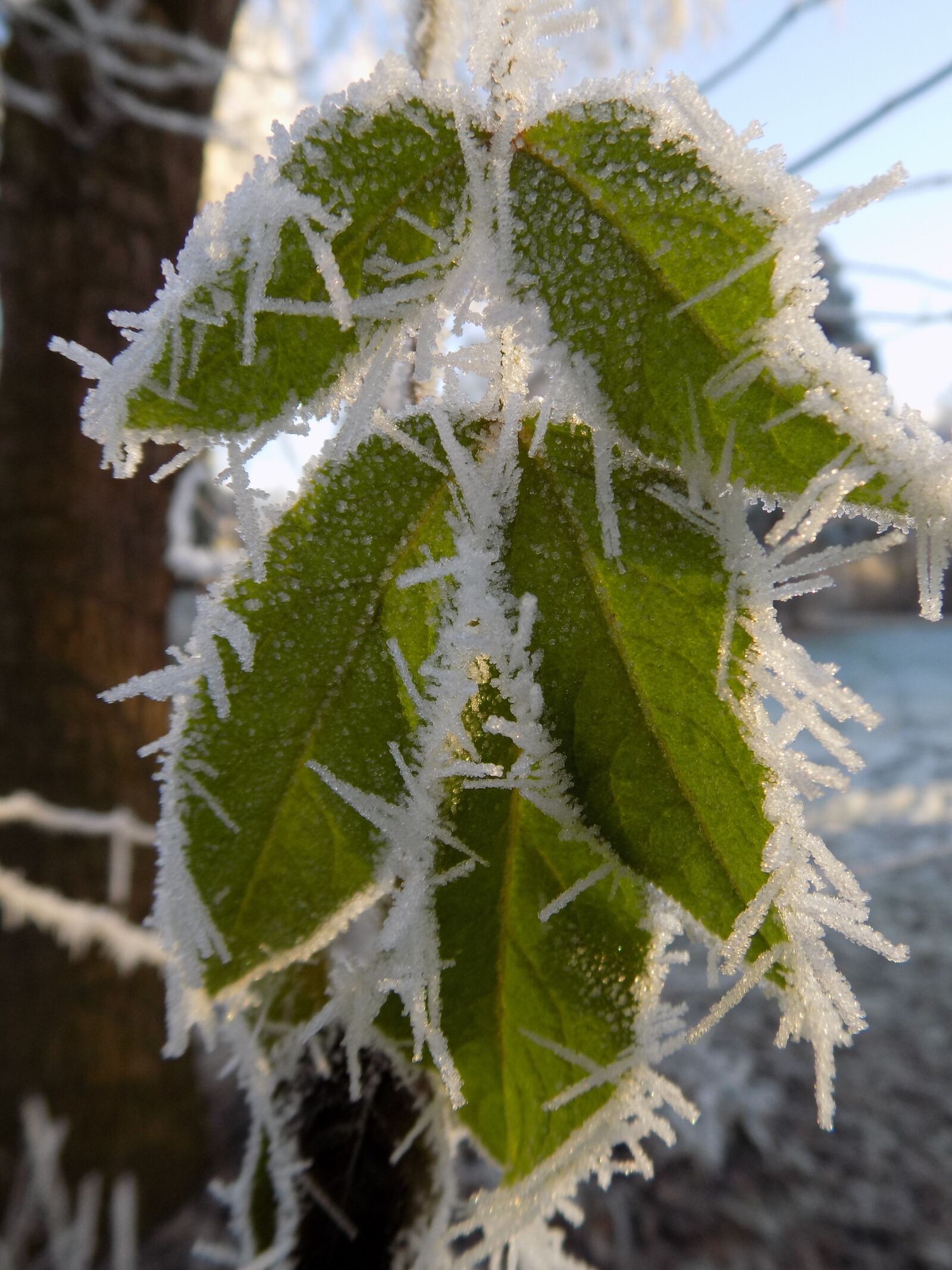 Nikon COOLPIX L340 sample photo. Frost, cold, frozen photography