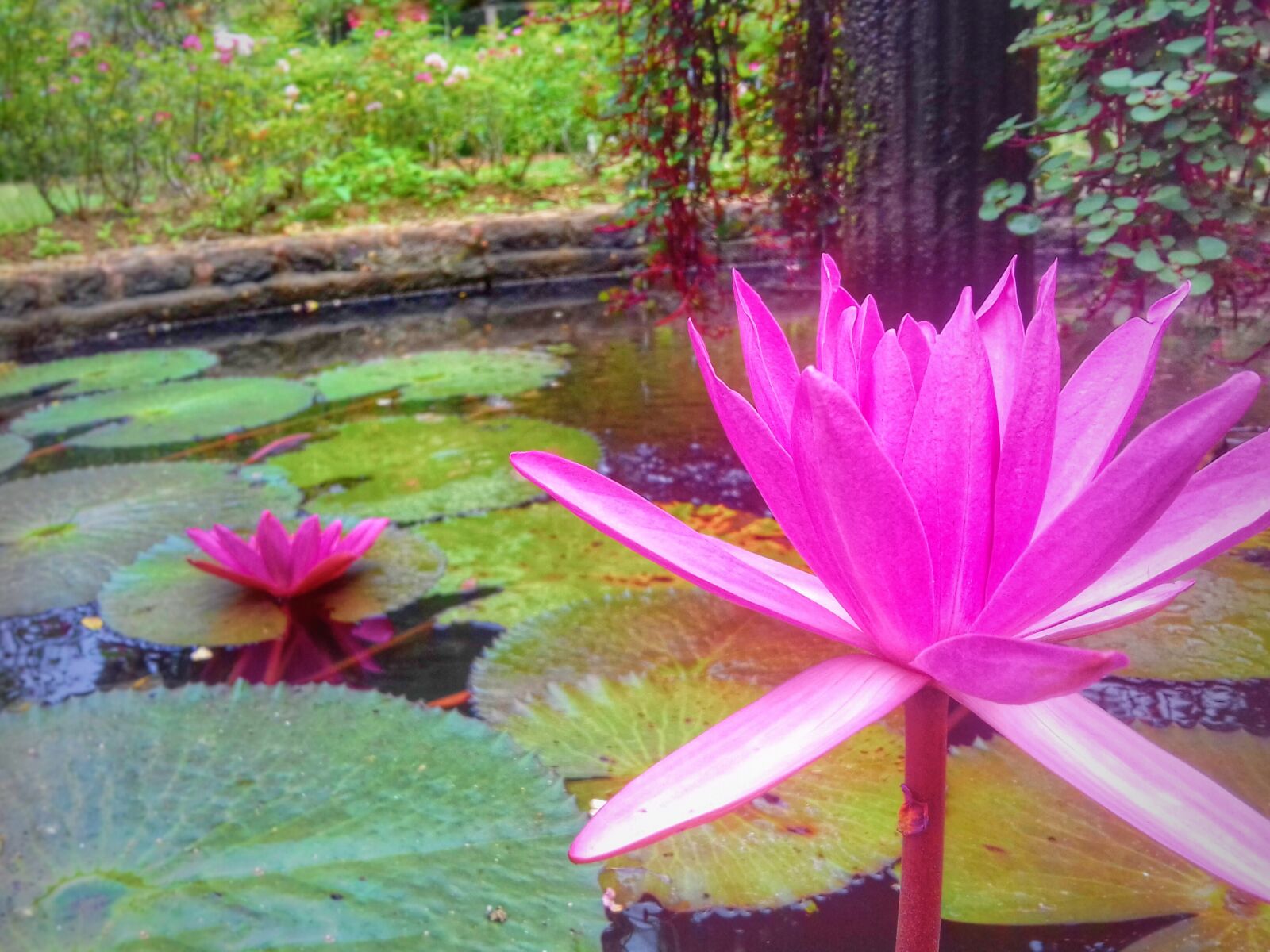 Samsung Galaxy Grand Prime sample photo. Flower, lotus, aquarium photography