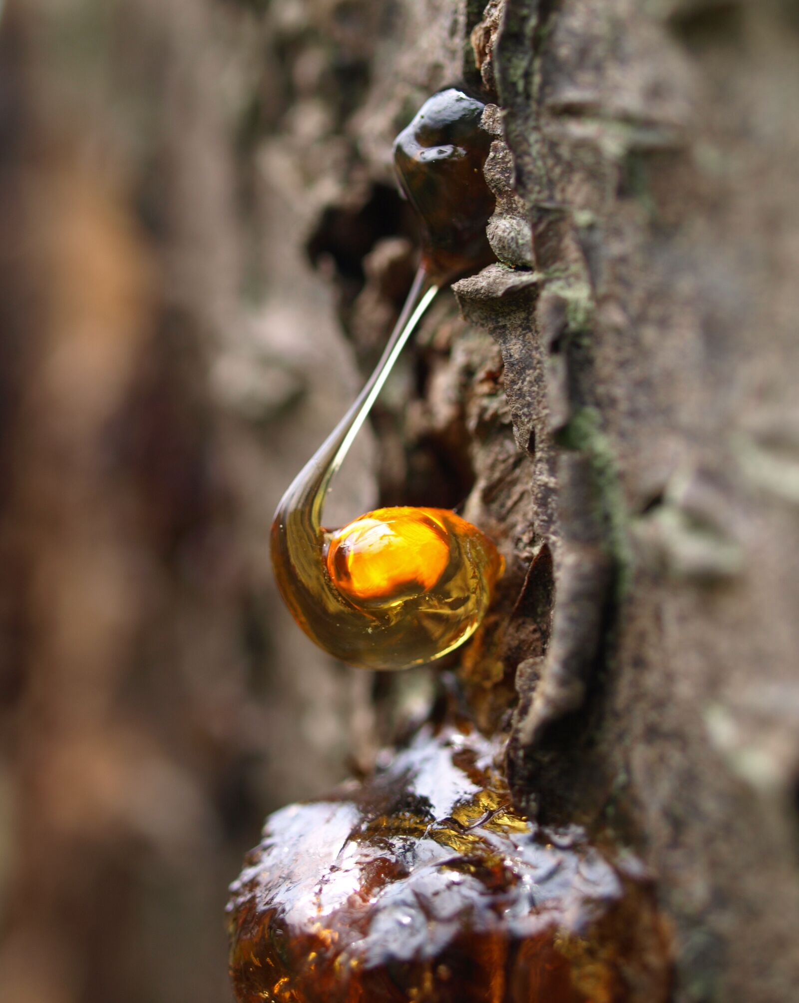 Olympus E-510 (EVOLT E-510) sample photo. Natural, plant, wood photography