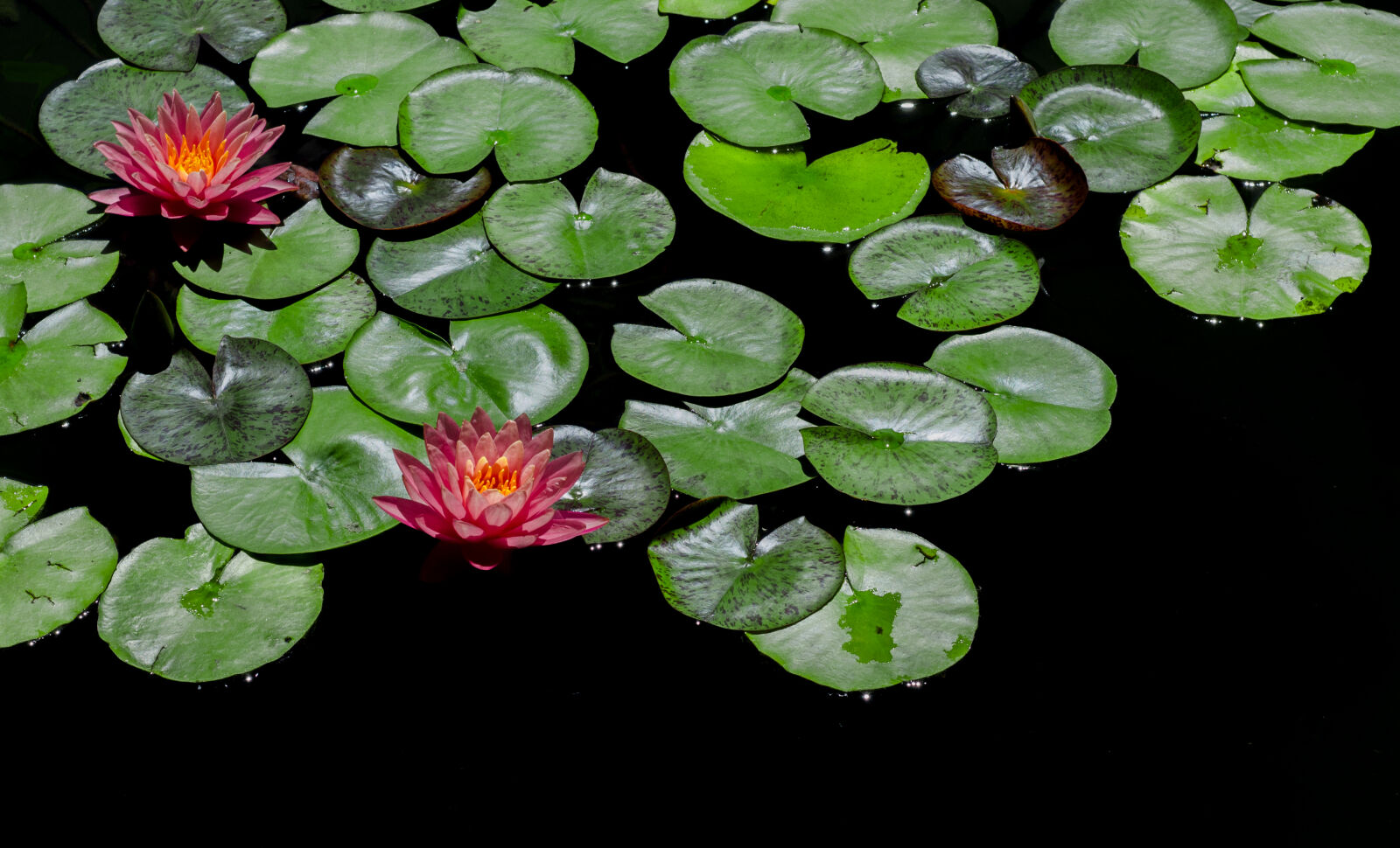 Nikon D7000 + AF Micro-Nikkor 55mm f/2.8 sample photo. Red, and, green, lily photography
