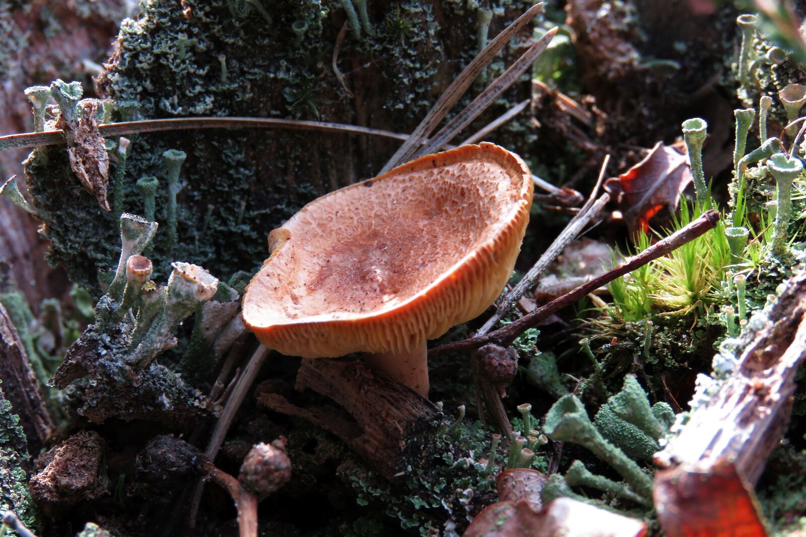 Canon PowerShot SX60 HS sample photo. Nature, mushroom, fungi photography