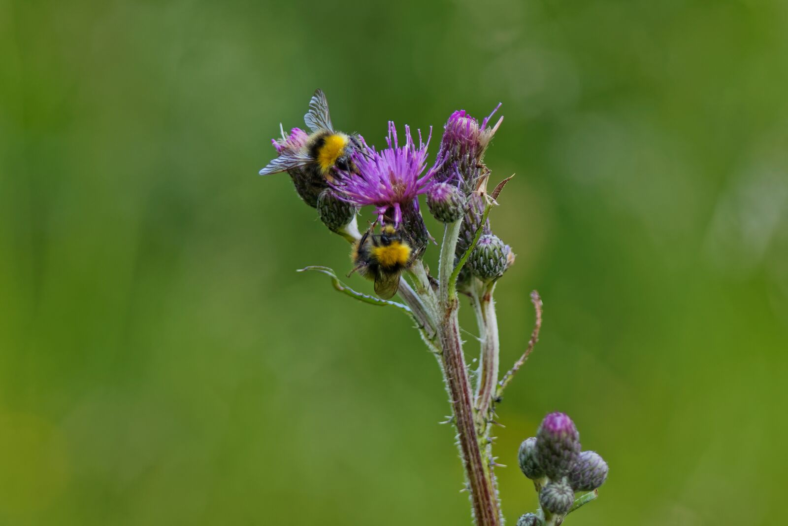Canon EOS 500D (EOS Rebel T1i / EOS Kiss X3) sample photo. Thistle, macro, flower photography