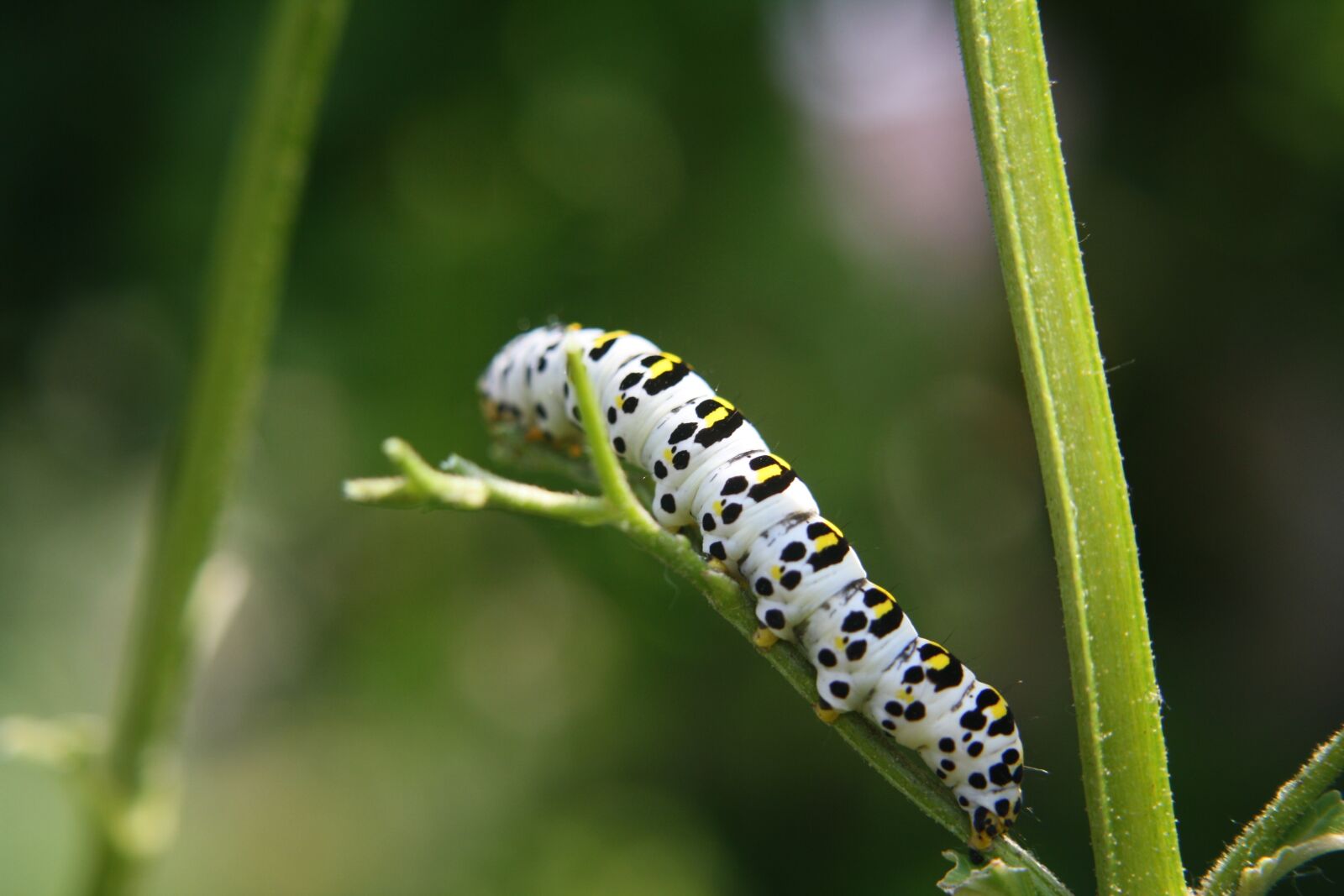 Canon EOS 1000D (EOS Digital Rebel XS / EOS Kiss F) sample photo. Caterpillar, insect, animal photography